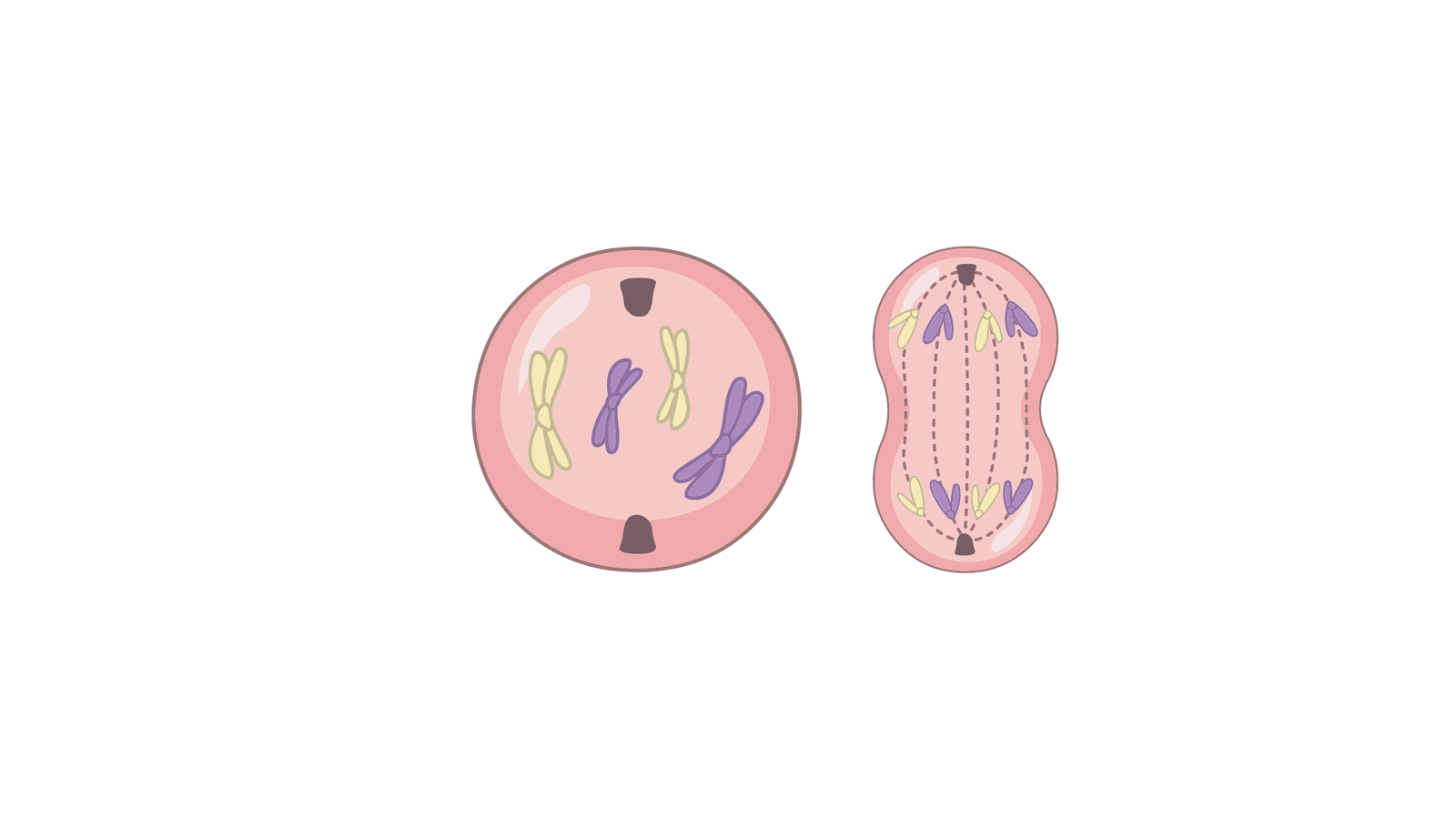 mitosis