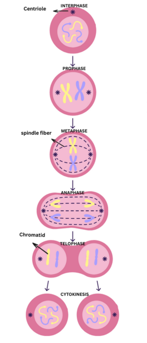 stages of mitosis in cell division